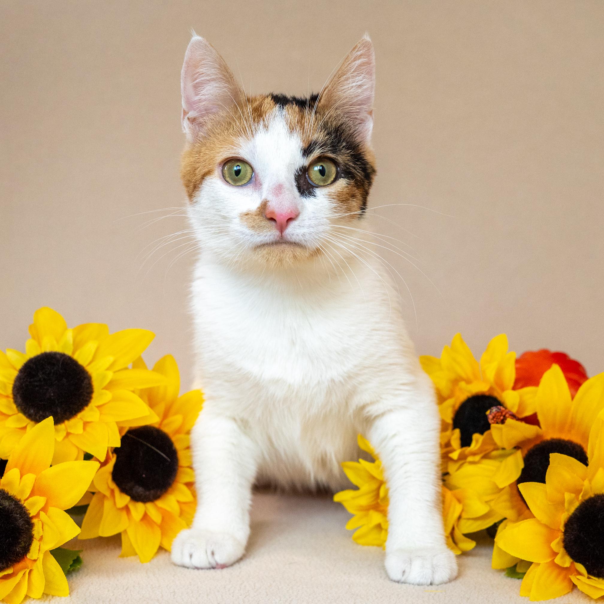 Enlarge Gizmo, a Adoptable Domestic Short Hair in North Babylon, NY image 5/6