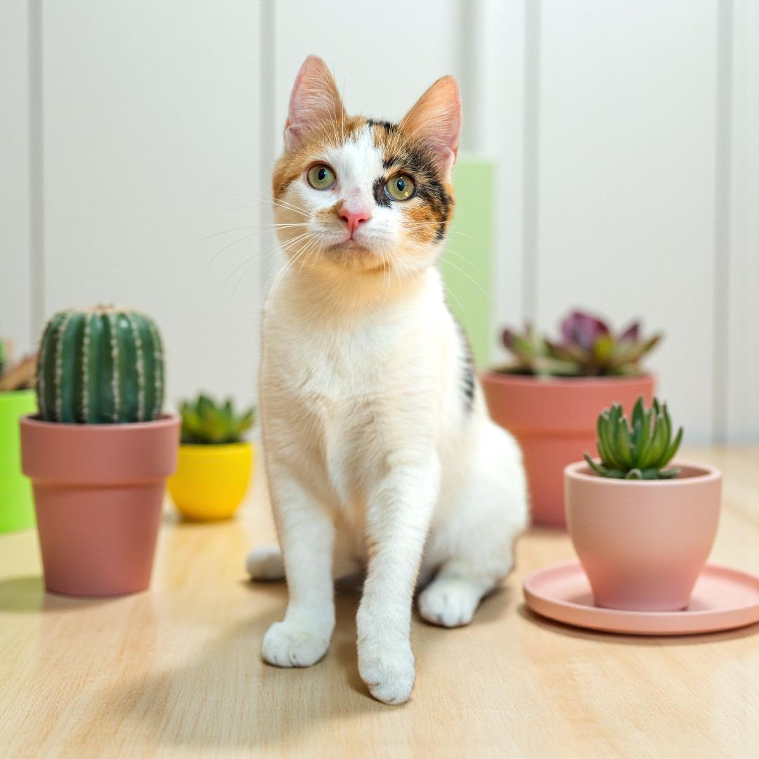 Enlarge Gizmo, a Adoptable Domestic Short Hair in North Babylon, NY image 6/6