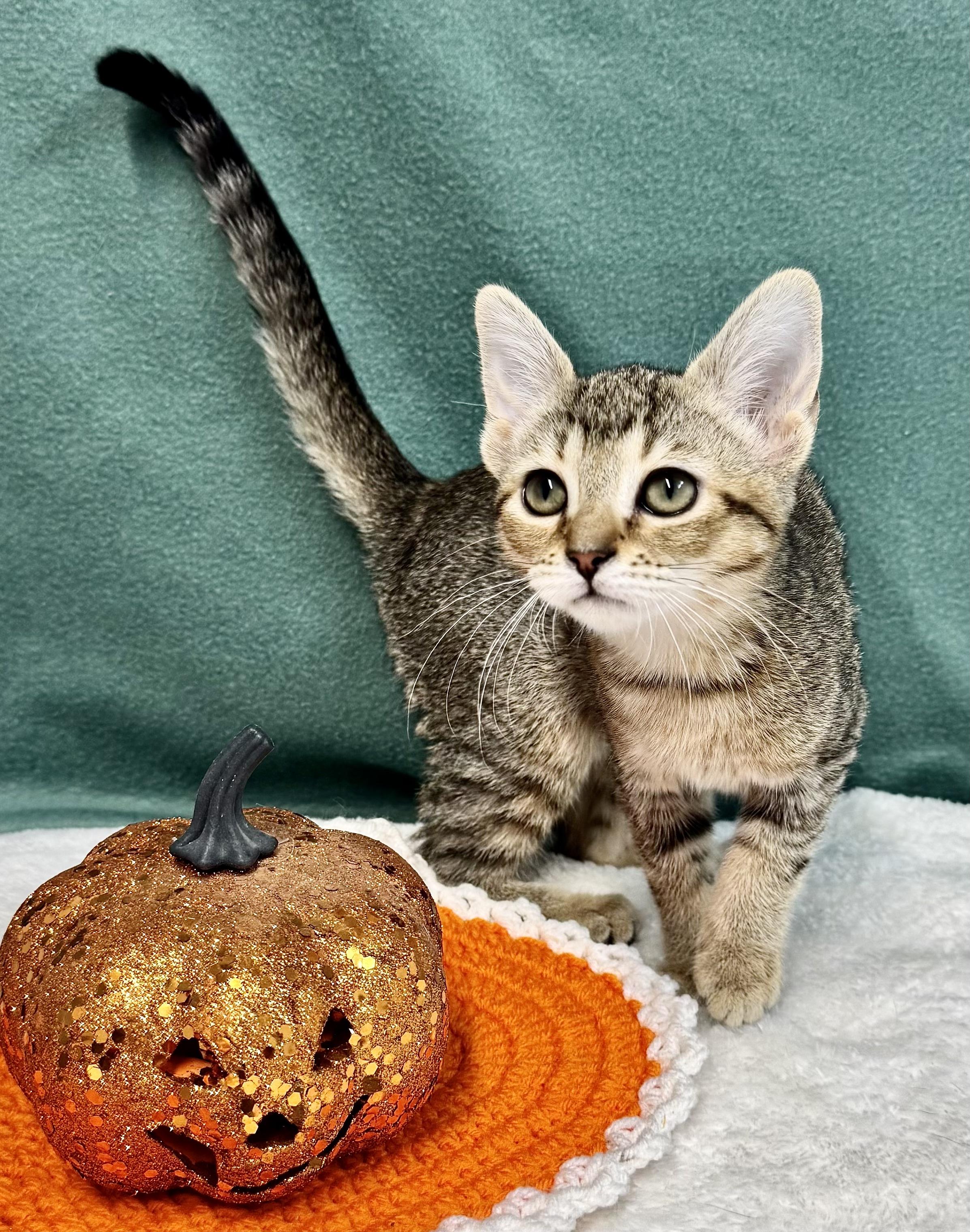 MOCHA, Adoptable, Kitten Female Domestic Short Hair.