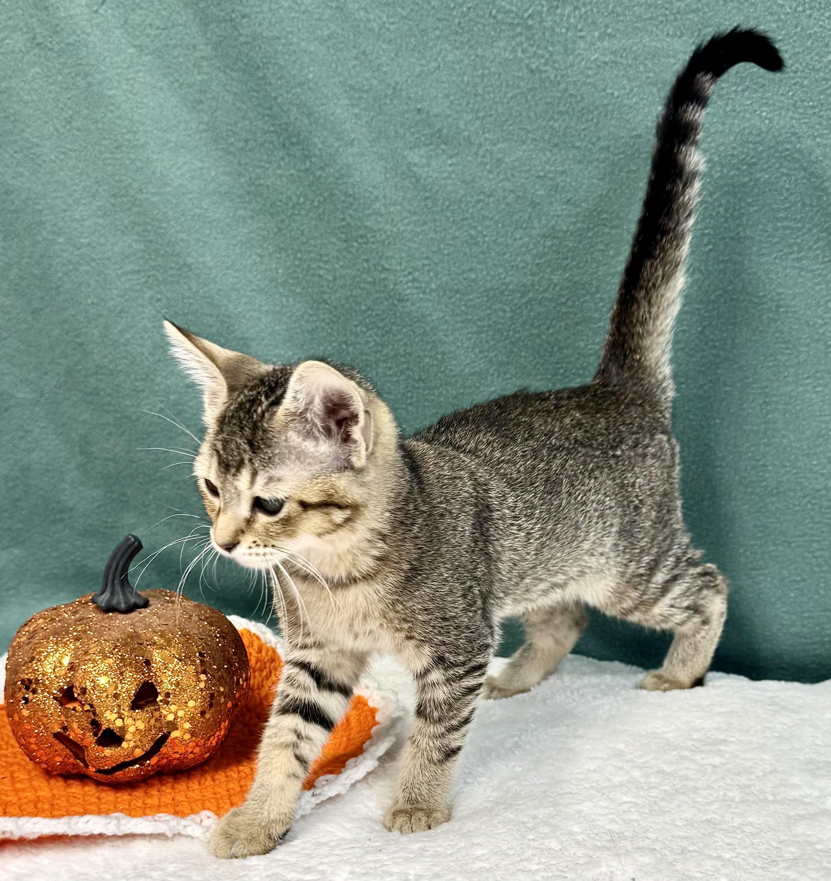 Enlarge MOCHA, a Adoptable mixed breed in Beechbottom, WV image 2/3