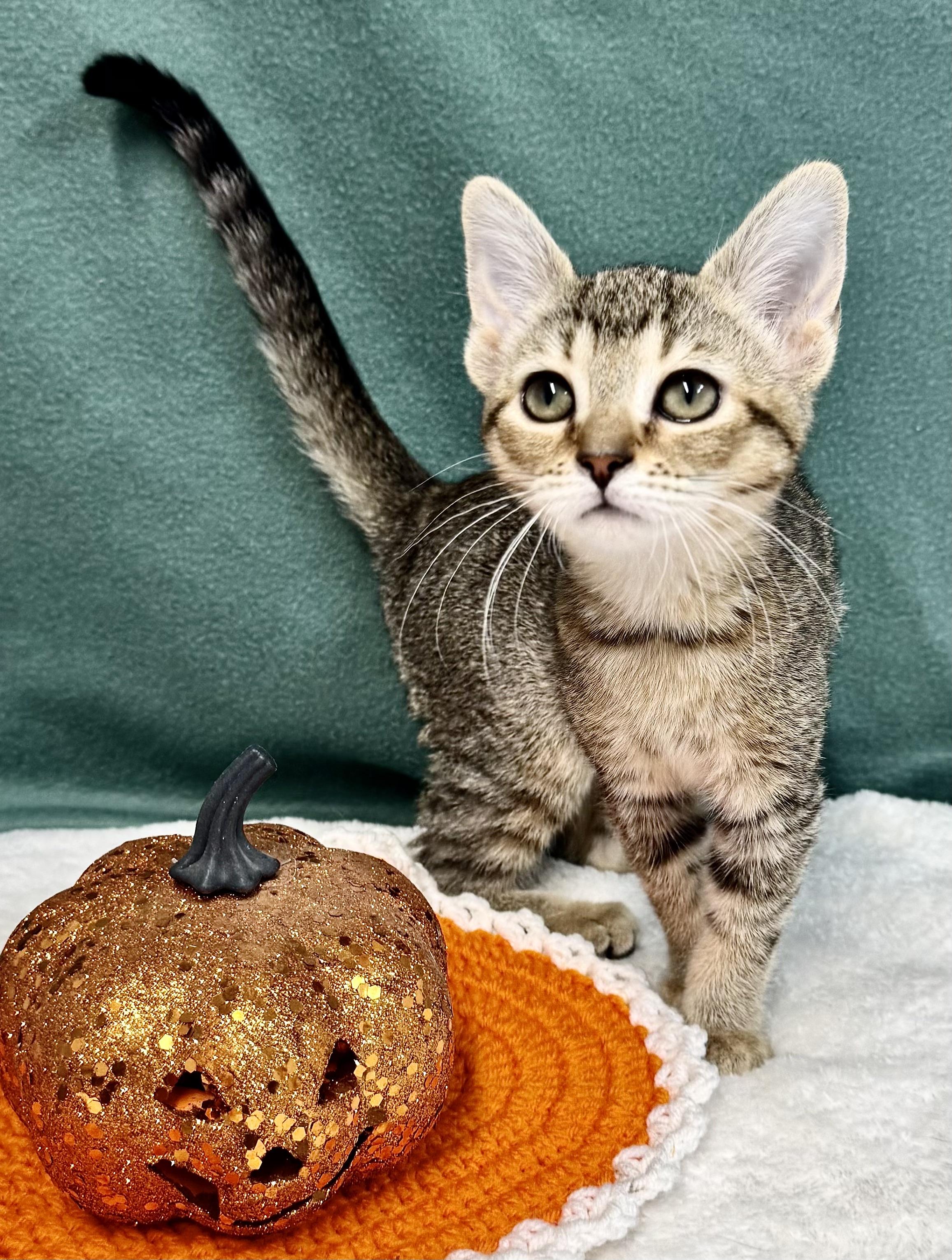 Enlarge MOCHA, a Adoptable mixed breed in Beechbottom, WV image 3/3