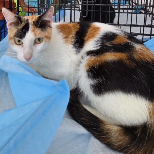BRIE, Adoptable, Young Female Domestic Short Hair & Calico.