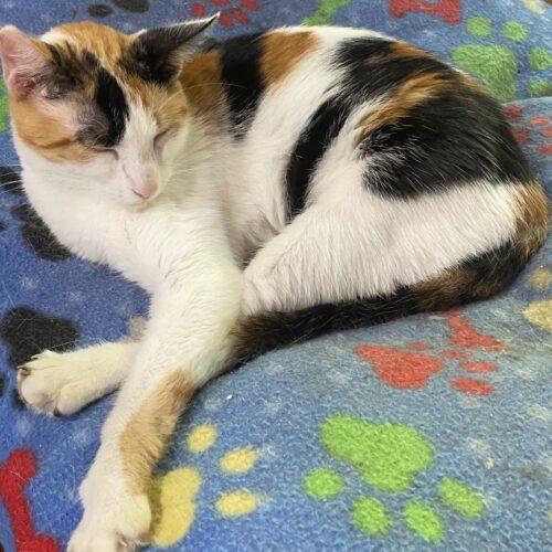 Enlarge BRIE, a Adoptable mixed breed in San Juan Capistrano, CA image 3/3