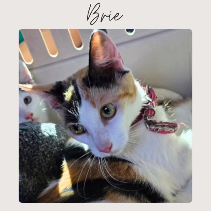 BRIE, a Adoptable mixed breed in San Juan Capistrano, CA image 3/3