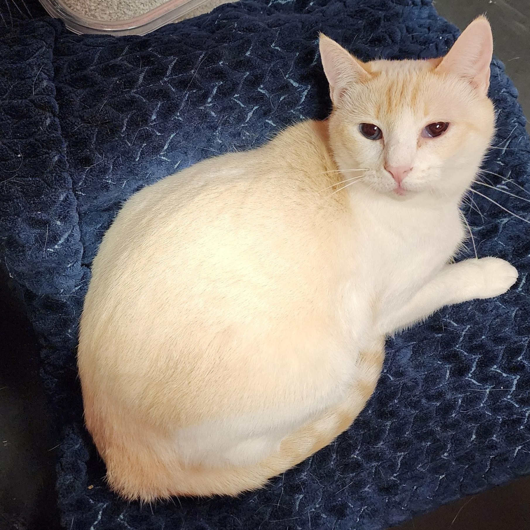 Pigeon, a ADOPTABLE Domestic Short Hair in Springdale, AR image 2/4