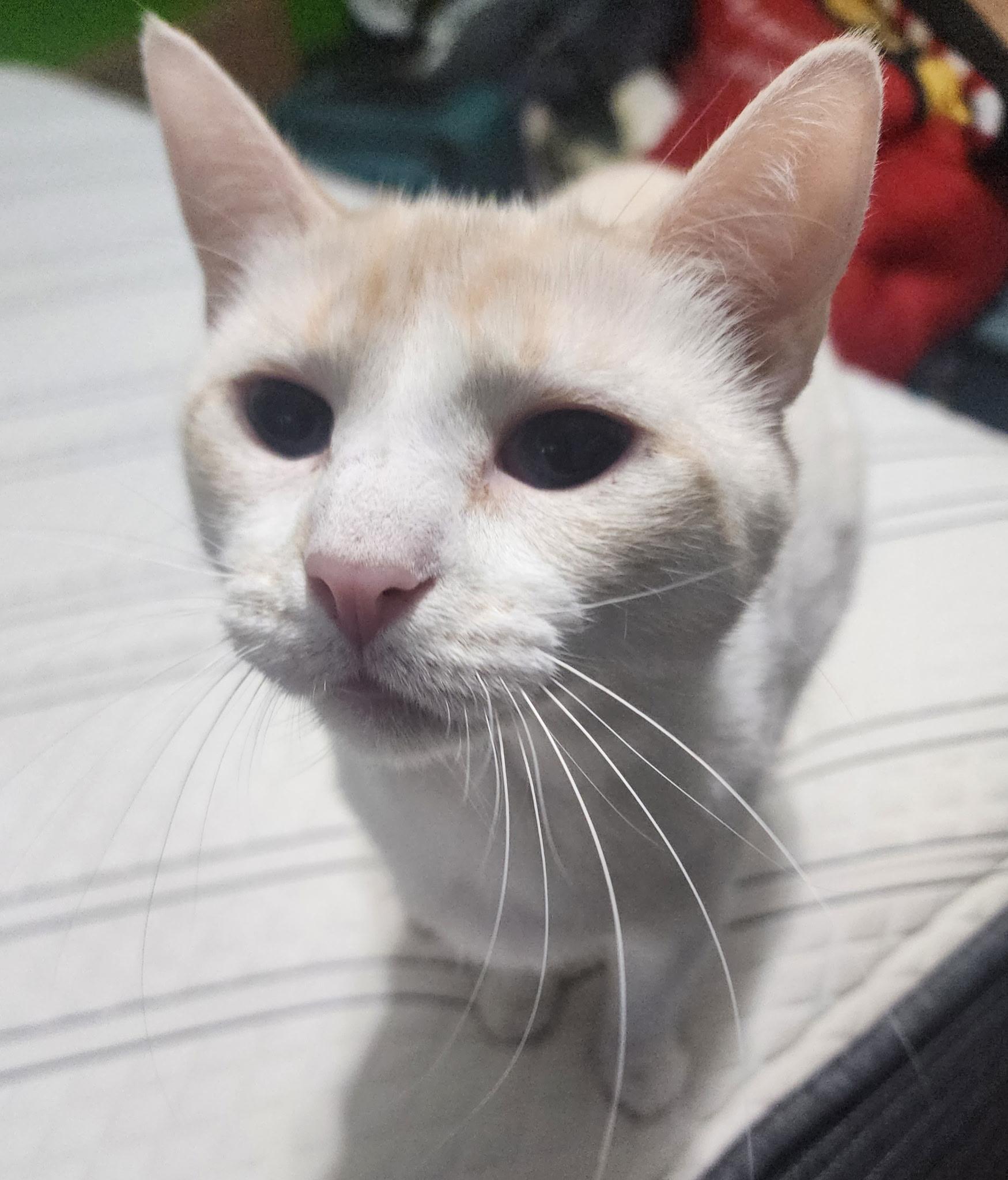 Pigeon, ADOPTABLE, Young Female Domestic Short Hair.