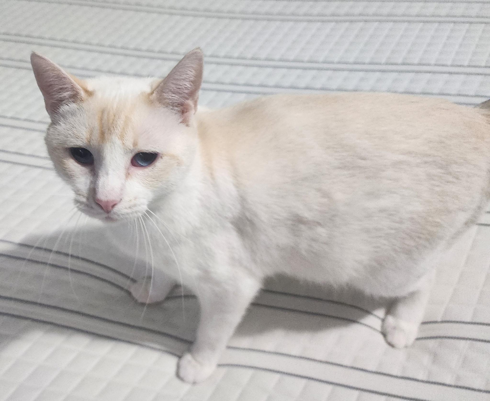 Pigeon, a ADOPTABLE Domestic Short Hair in Springdale, AR image 4/4