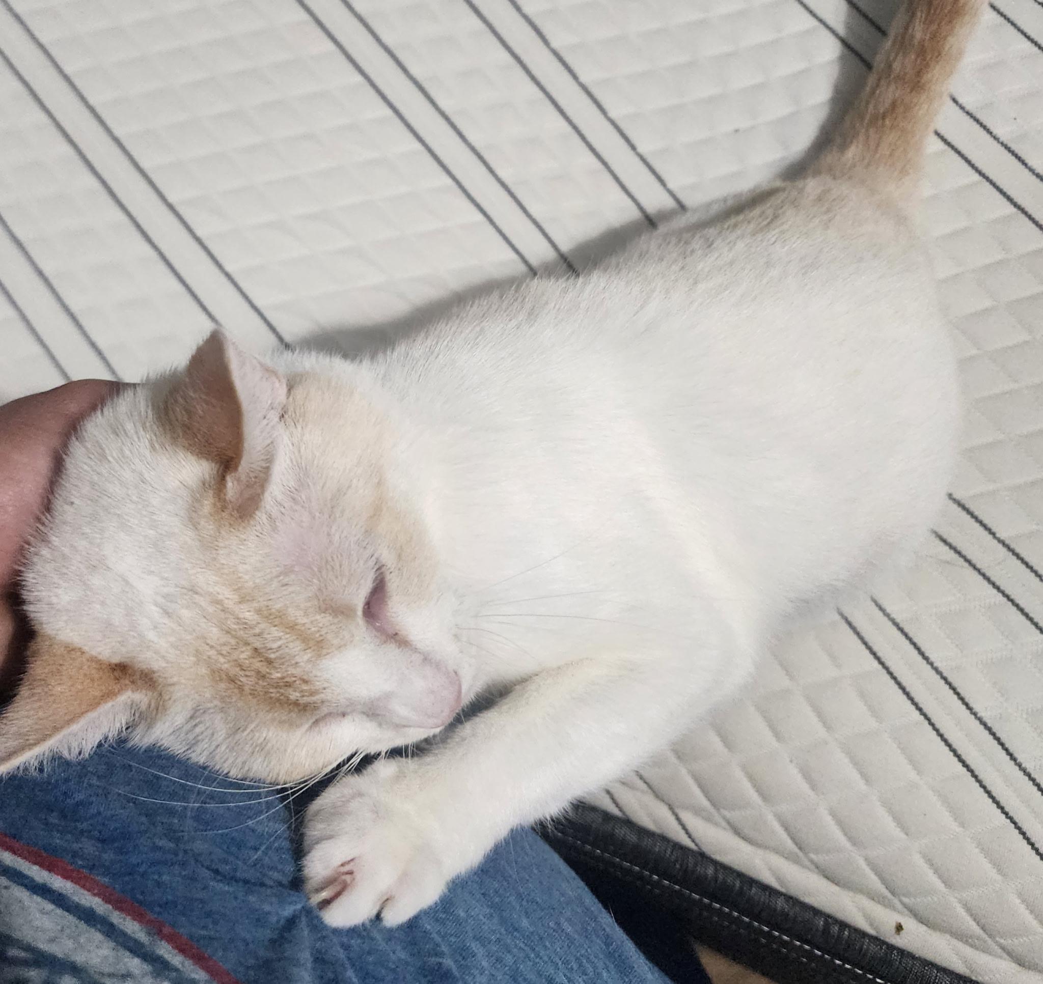 Pigeon, a ADOPTABLE Domestic Short Hair in Springdale, AR image 3/4