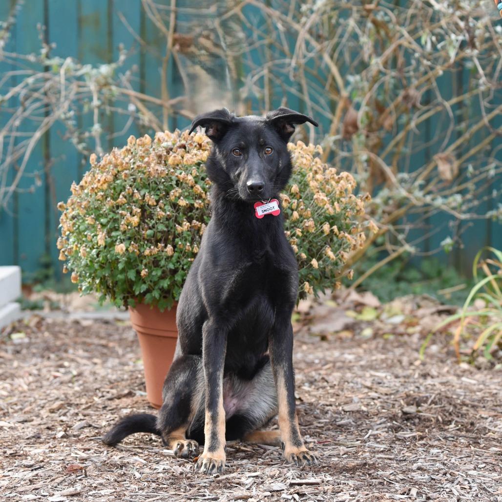 Enlarge Snoot, a Adoptable German Shepherd Dog in Wake Forest, NC image 1/6