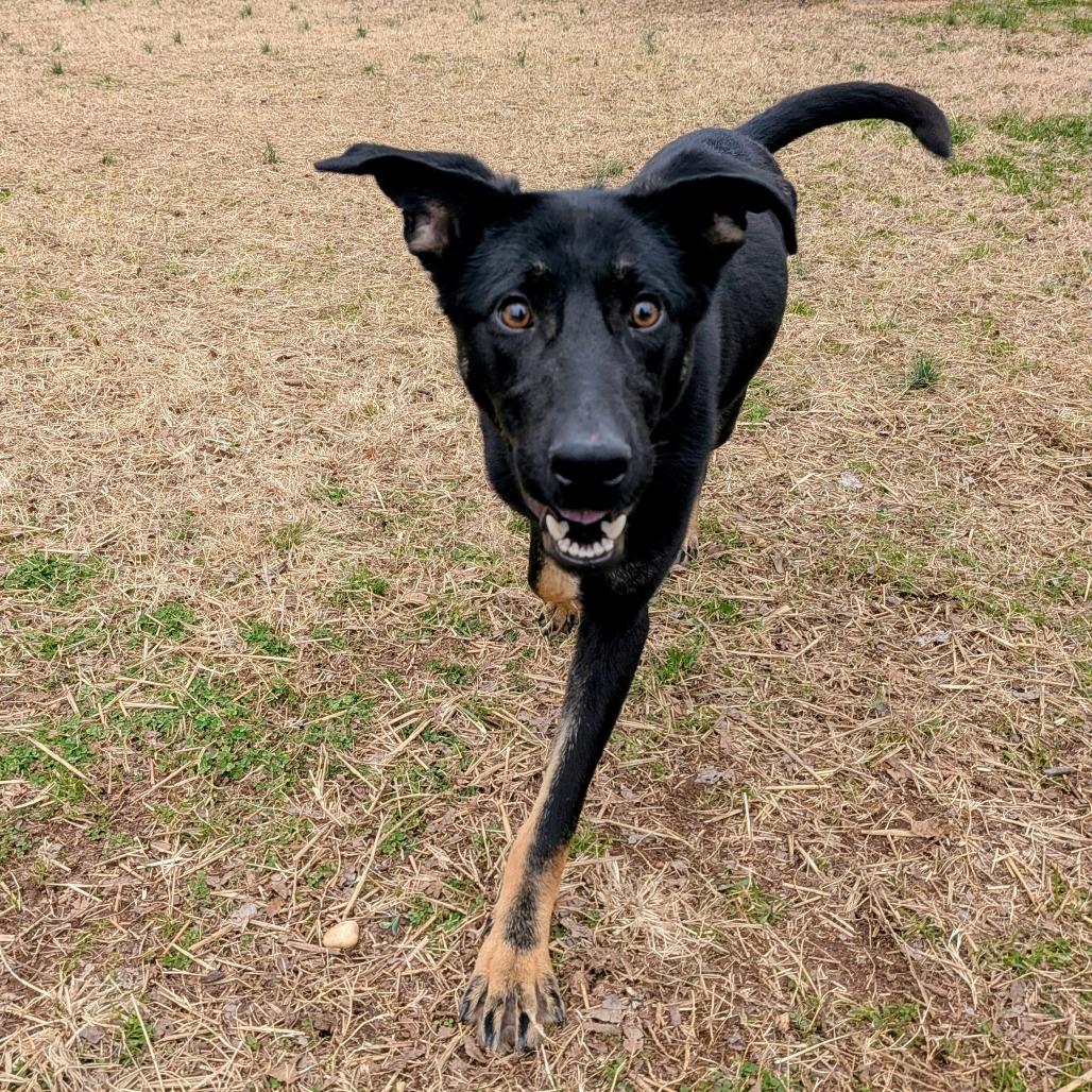 Enlarge Snoot, a Adoptable German Shepherd Dog in Wake Forest, NC image 2/6