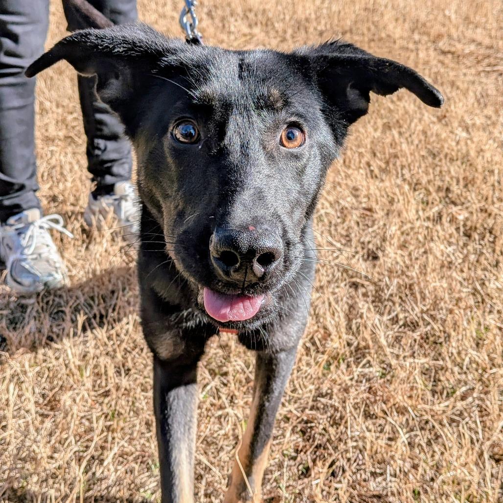 Enlarge Snoot, a Adoptable German Shepherd Dog in Wake Forest, NC image 3/6