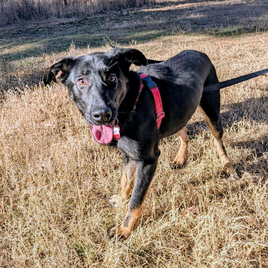 Enlarge Snoot, a Adoptable German Shepherd Dog in Wake Forest, NC image 4/6