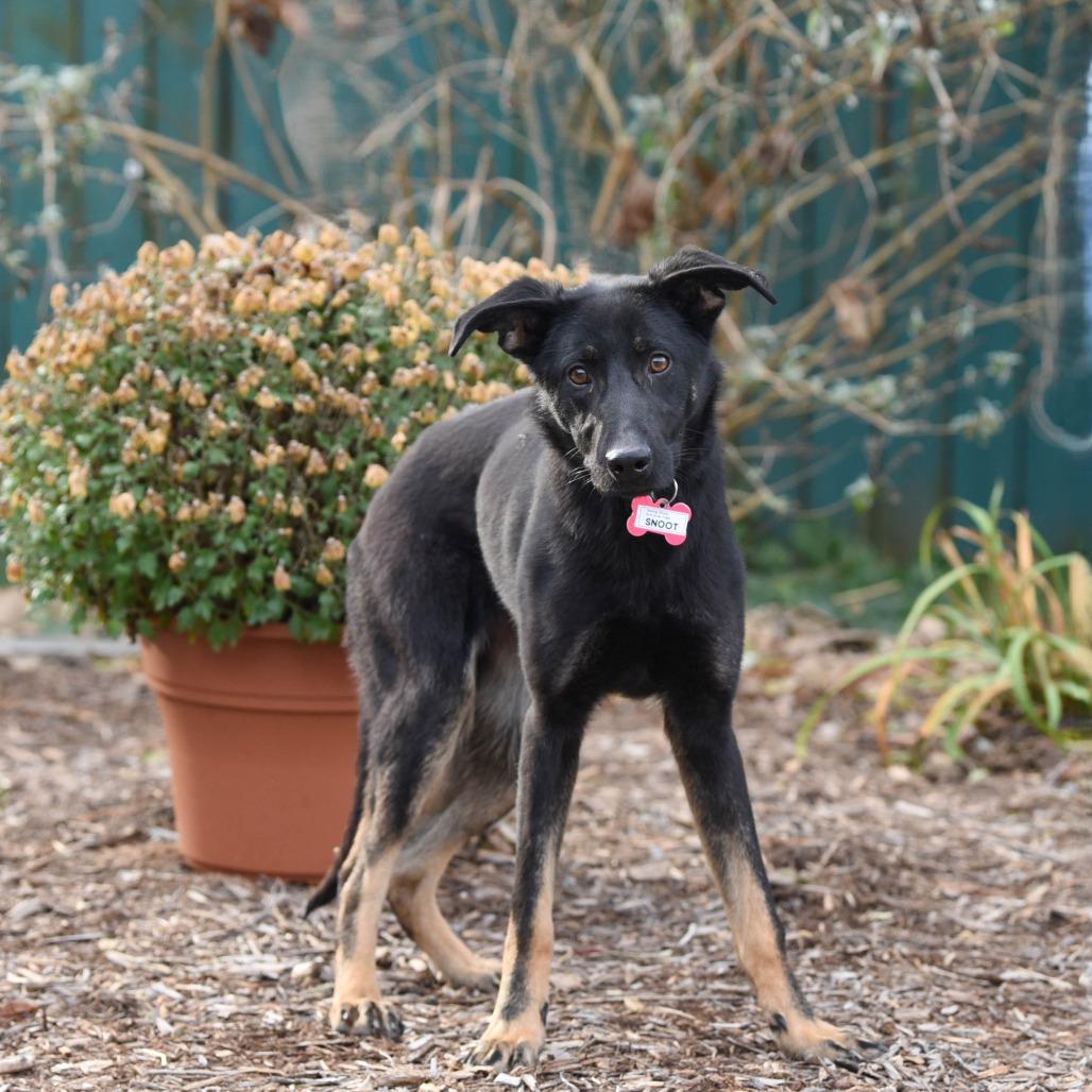 Enlarge Snoot, a Adoptable German Shepherd Dog in Wake Forest, NC image 5/6