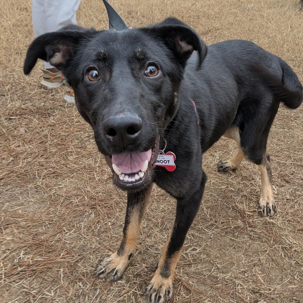 Enlarge Snoot, a Adoptable German Shepherd Dog in Wake Forest, NC image 6/6