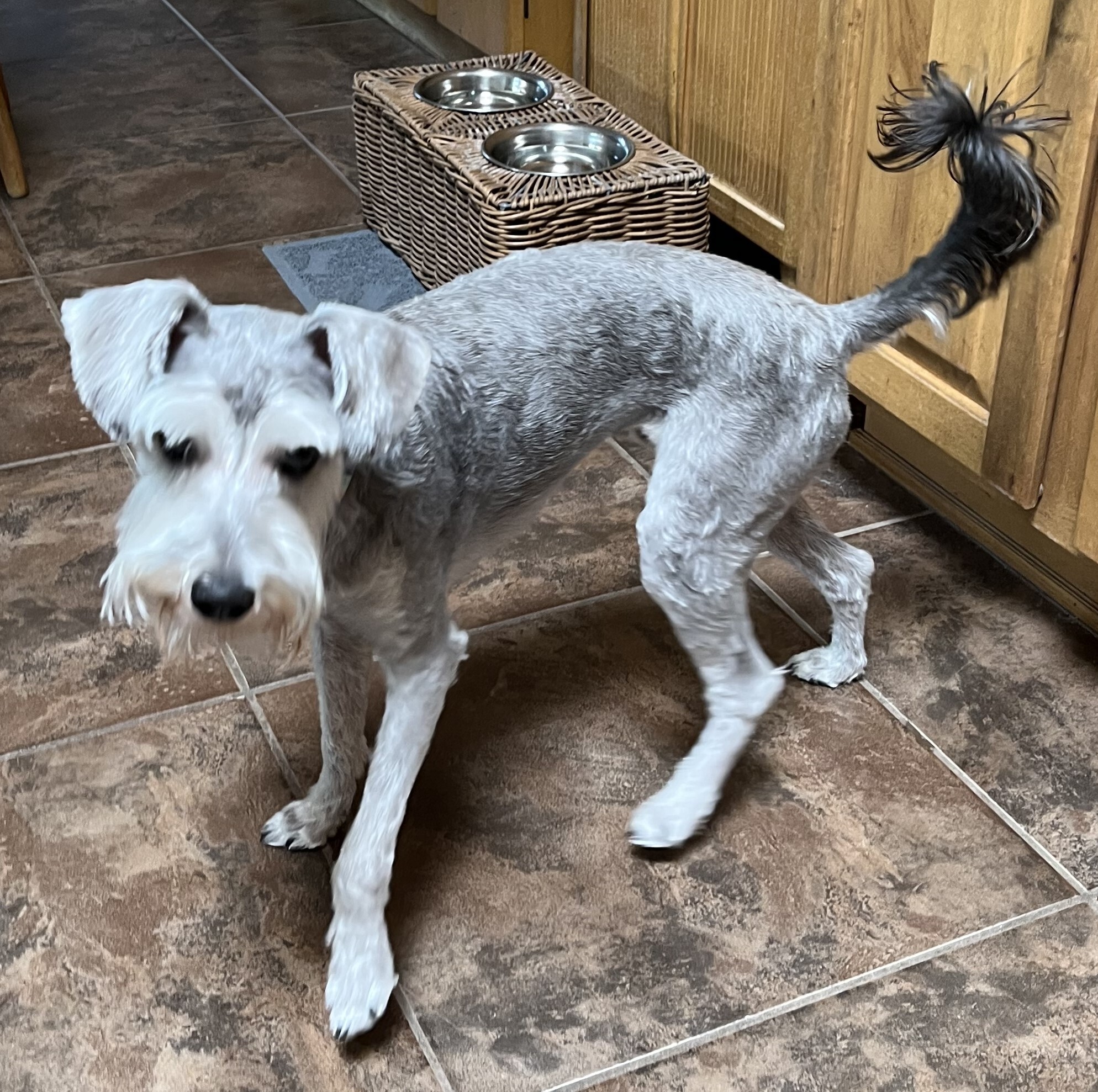FRANKIE, Adopted, Puppy Male Miniature Schnauzer.