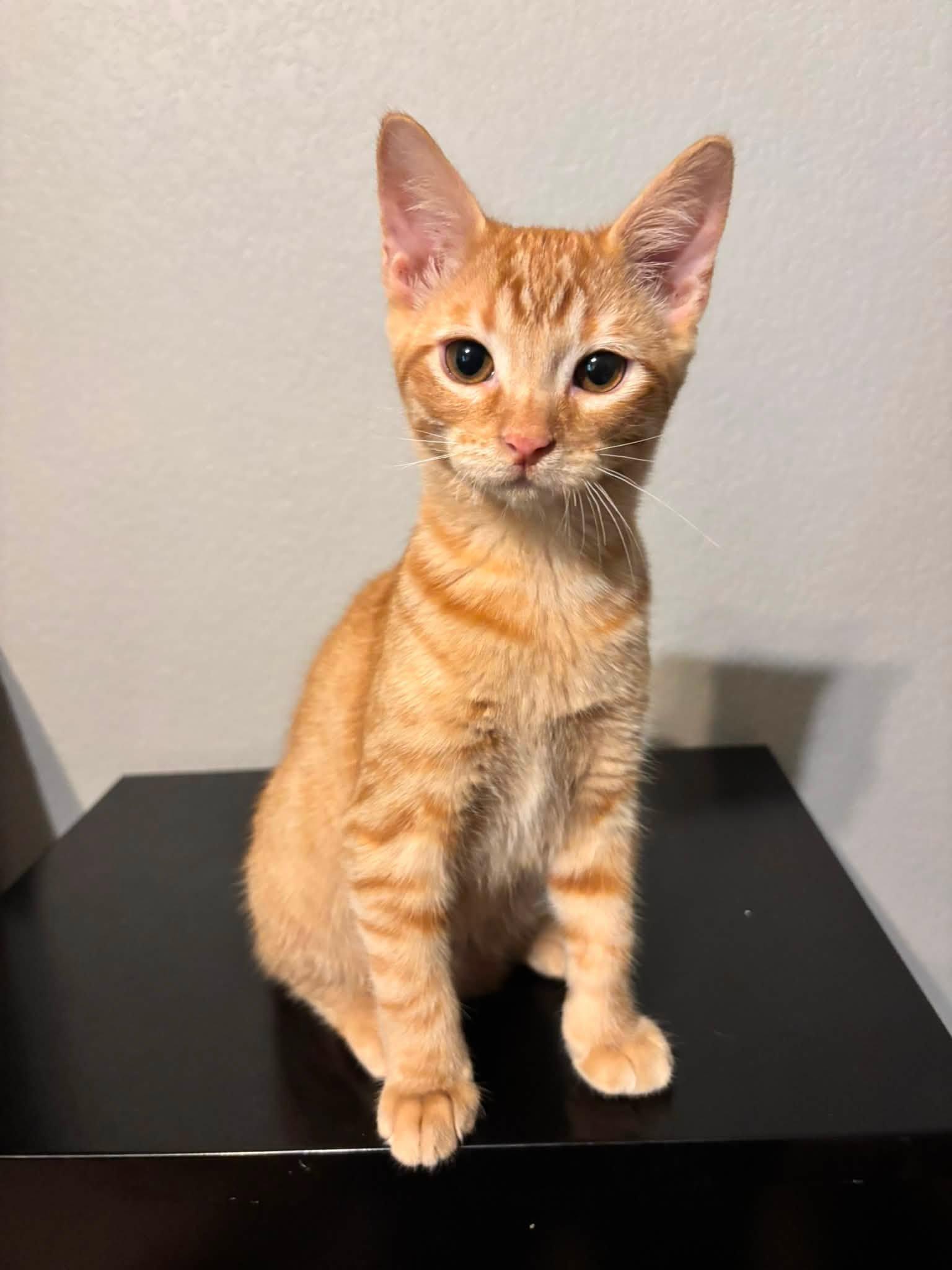 Enlarge Frito, a ADOPTABLE Domestic Short Hair in Midland, TX image 1/1