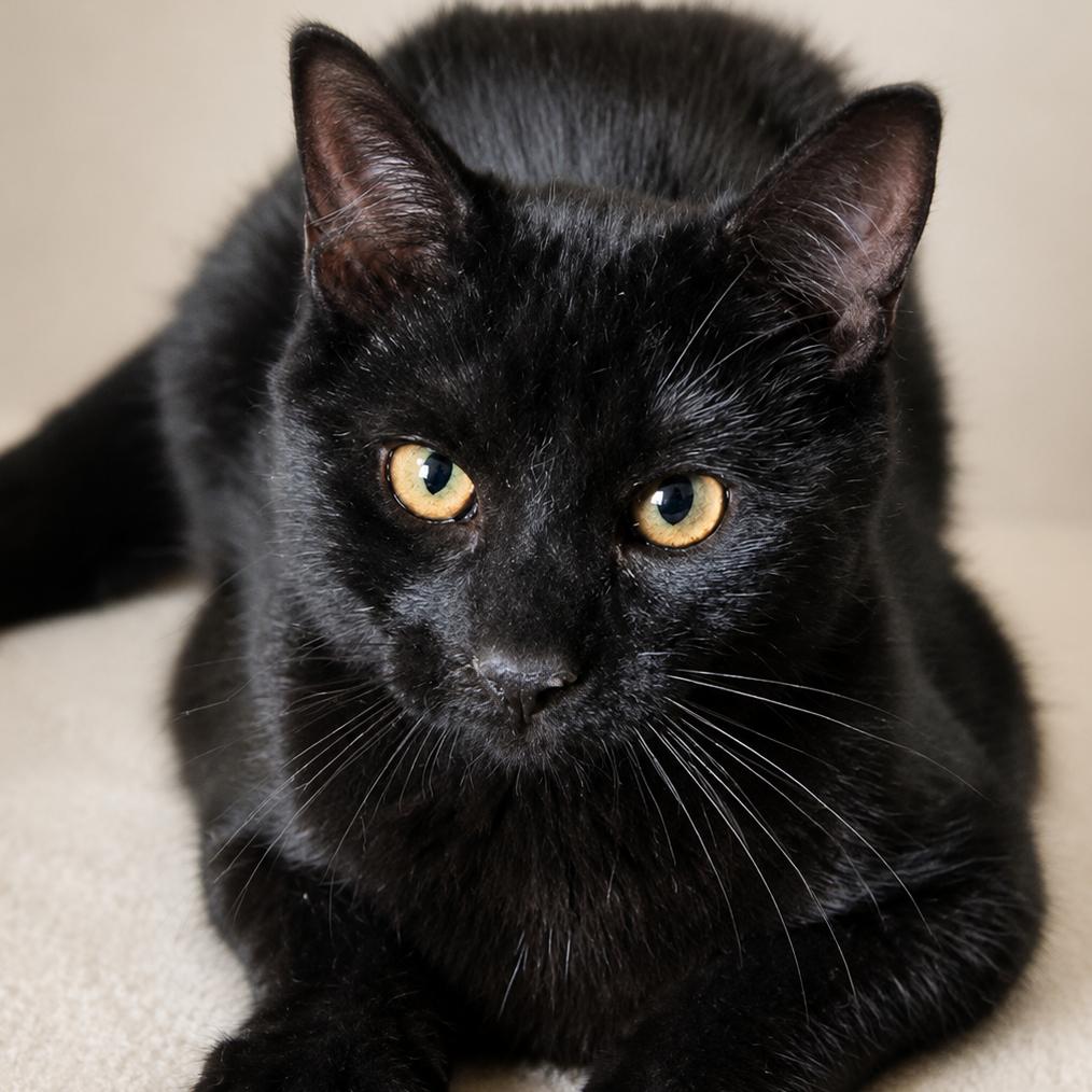 Enlarge Rhonda, a Adoptable Domestic Short Hair in Canton, IL image 1/3