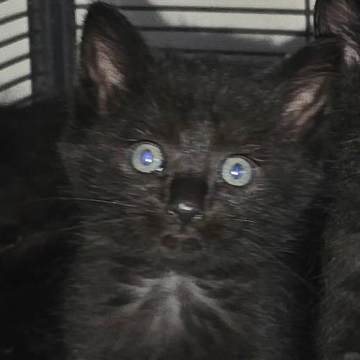 Enlarge Rhonda, a Adoptable Domestic Short Hair in Canton, IL image 2/3