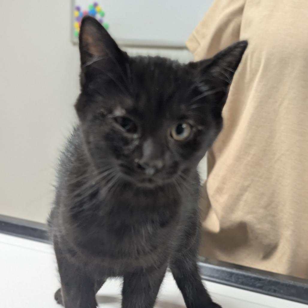 Enlarge Rhonda, a Adoptable Domestic Short Hair in Canton, IL image 3/3