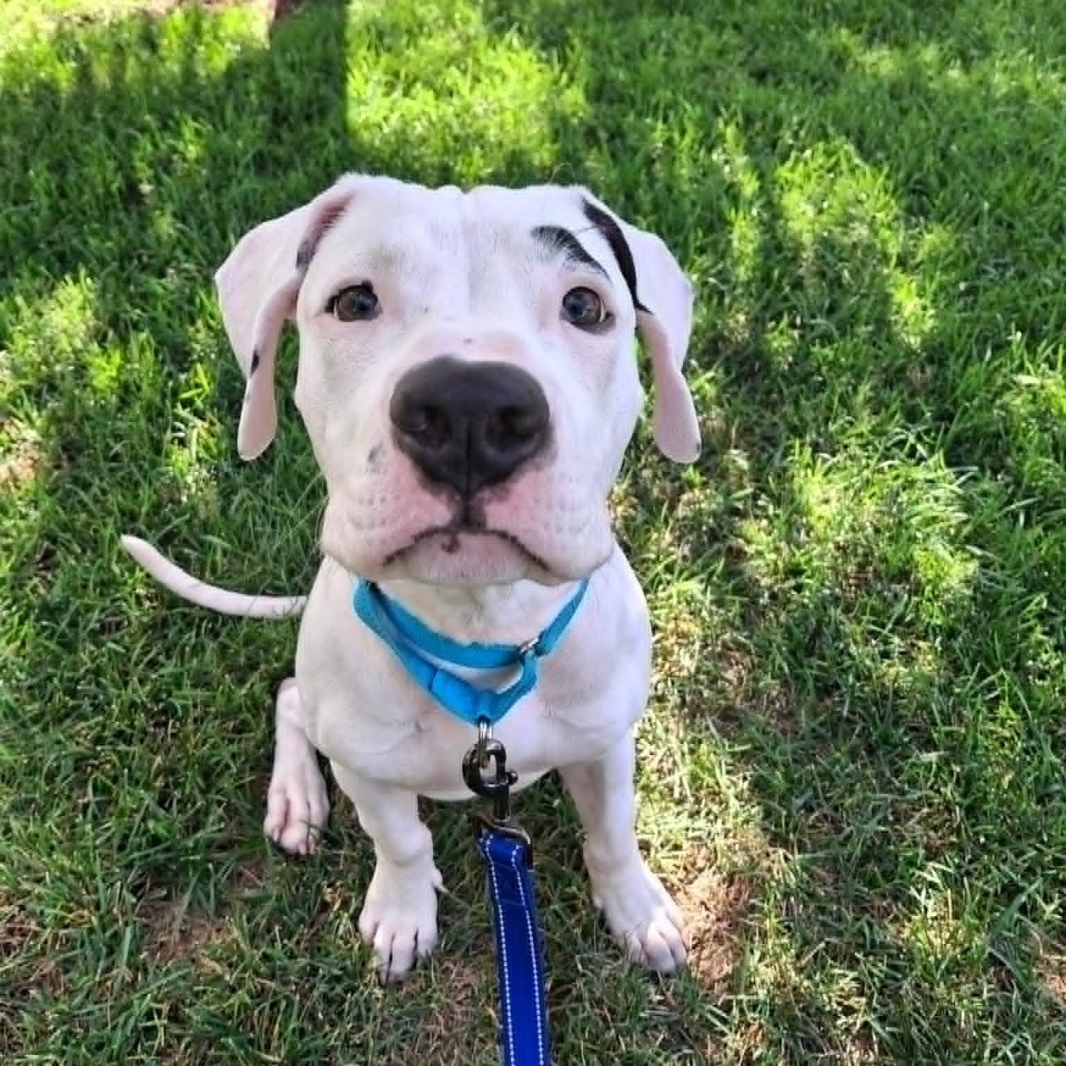 PIP (deaf), Adoptable, Young Male Mixed Breed.