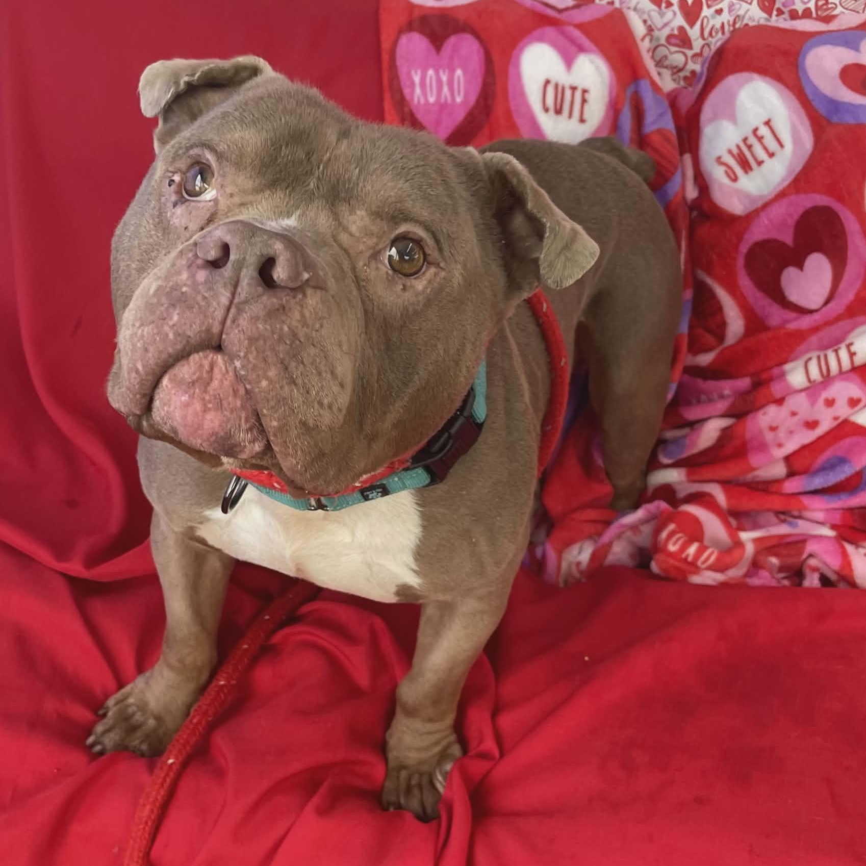 Charleston, ADOPTABLE, Adult Male Bulldog.