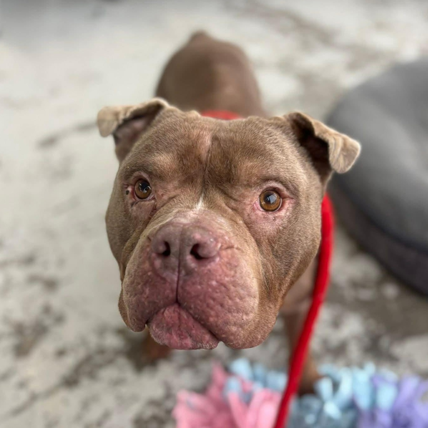 Enlarge Charleston, a ADOPTABLE Bulldog in North Syracuse, NY image 2/2