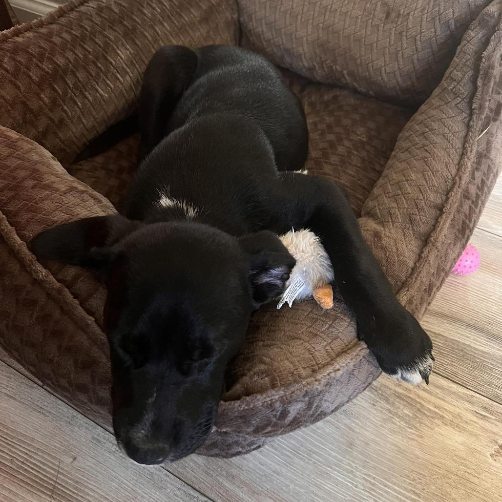 Garbanzo, Adoptable, Puppy Male Mixed Breed.