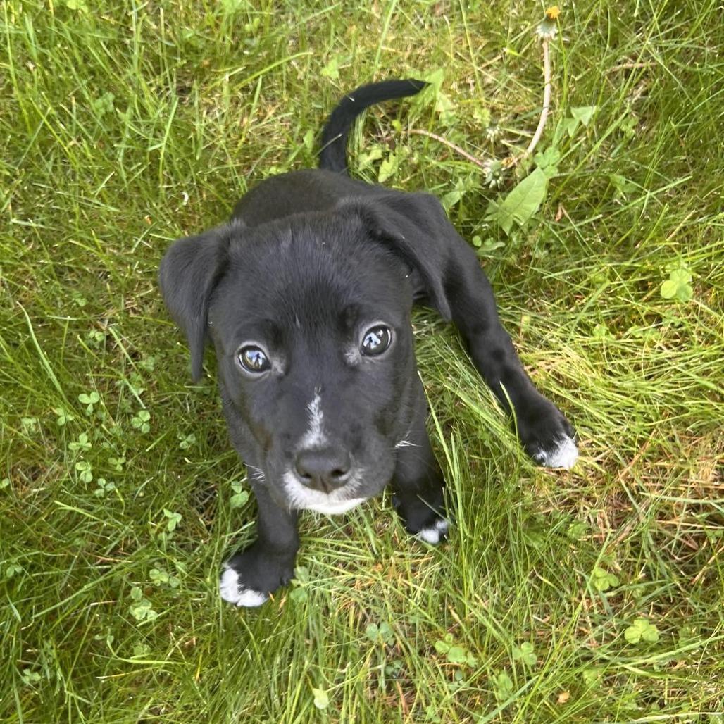 Garbanzo, a Adoptable Mixed Breed in Bend, OR image 2/6