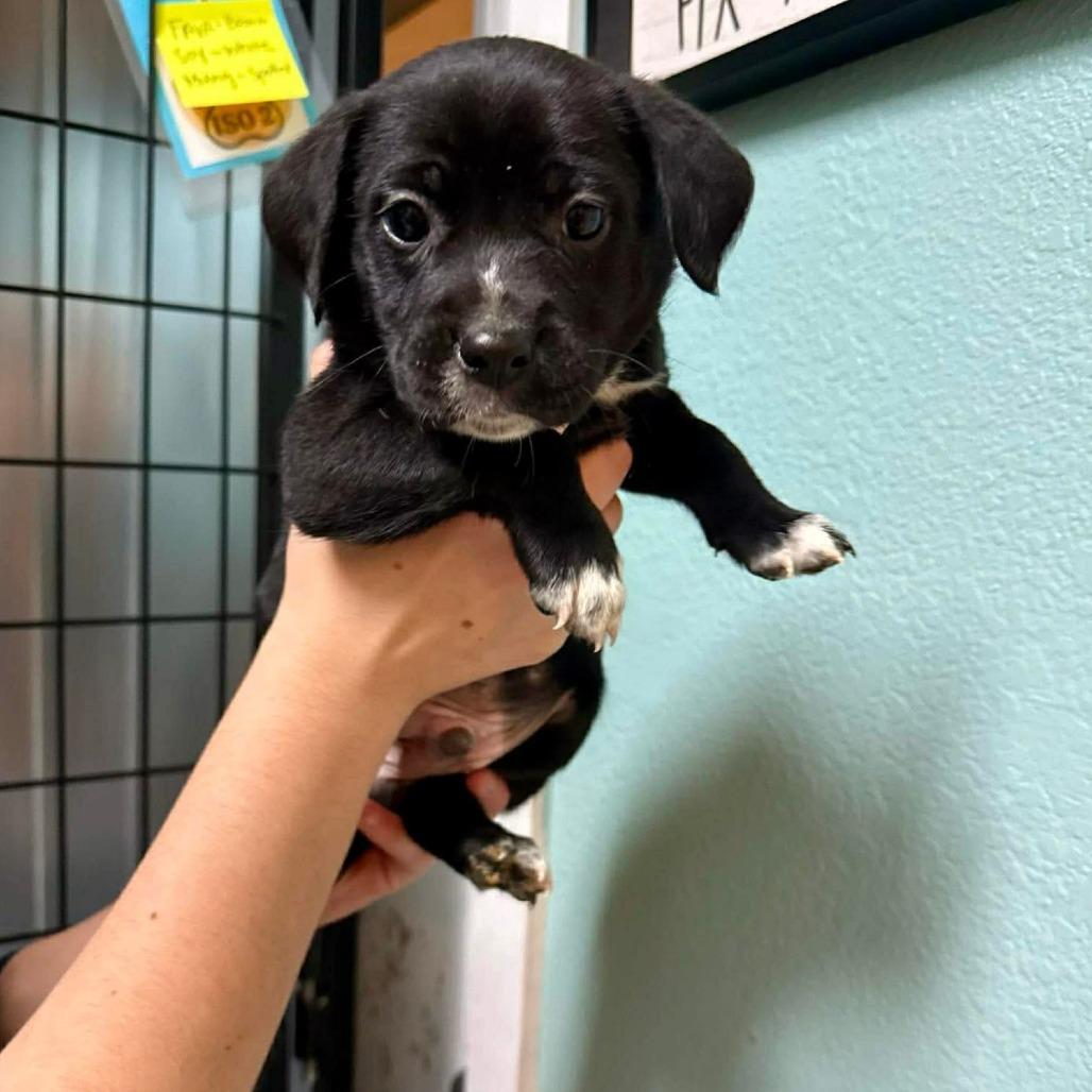 Garbanzo, a Adoptable Mixed Breed in Bend, OR image 3/6