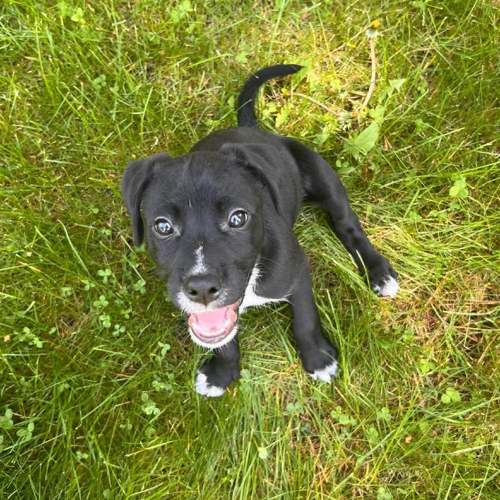 Garbanzo, a Adoptable Mixed Breed in Bend, OR image 4/6