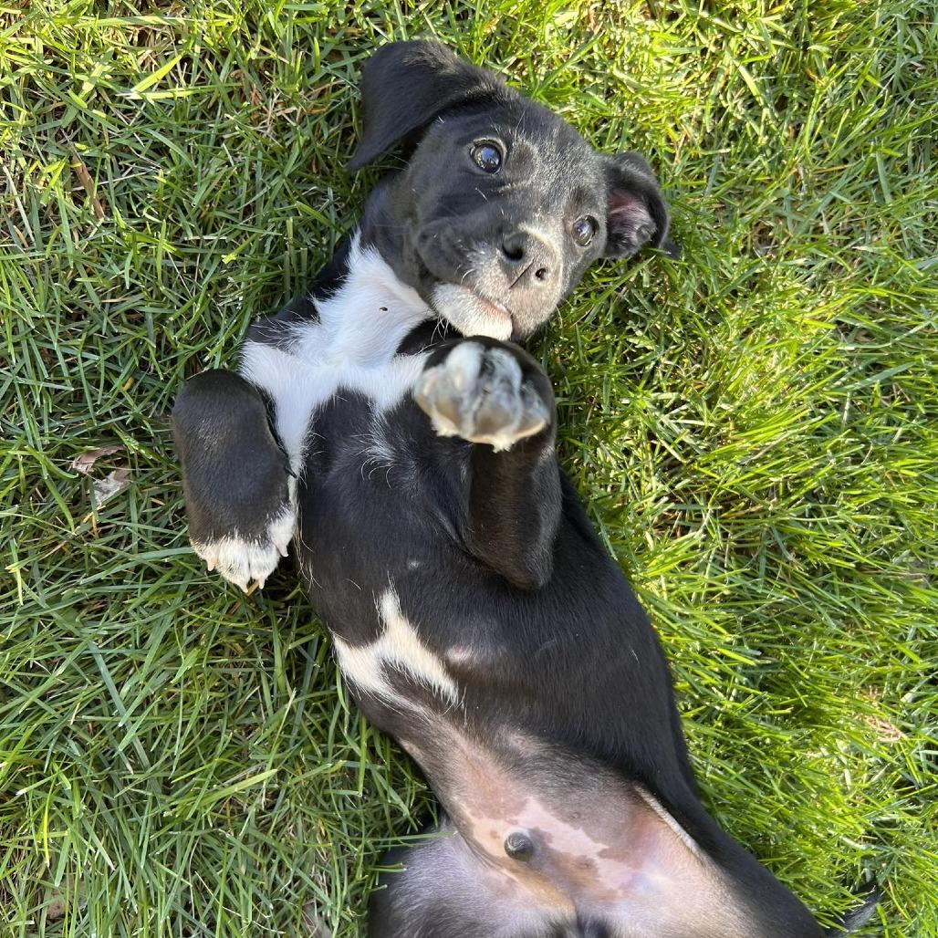 Garbanzo, a Adoptable Mixed Breed in Bend, OR image 5/6