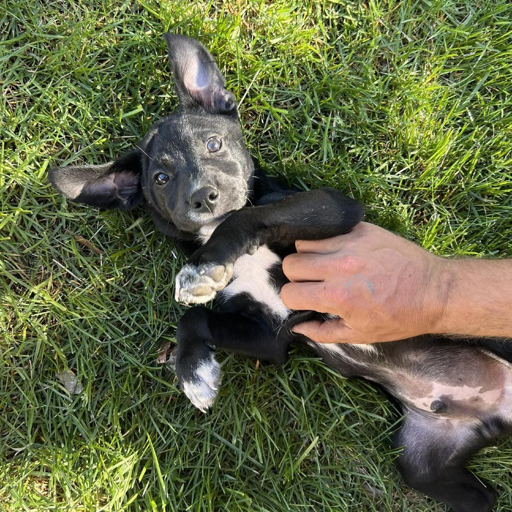 Garbanzo, a Adoptable Mixed Breed in Bend, OR image 6/6