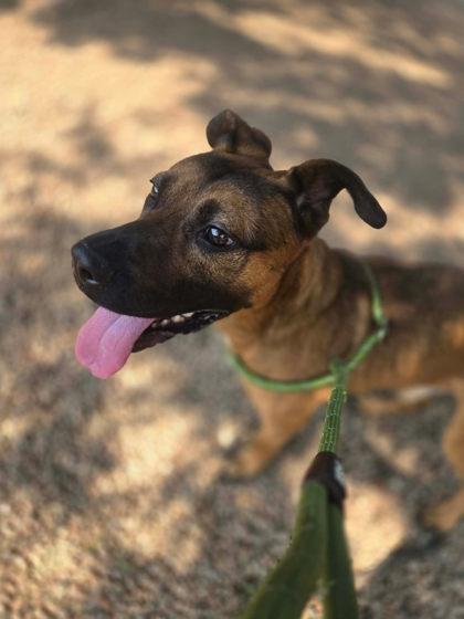 Ralph, ADOPTABLE, Young Male Mixed Breed.