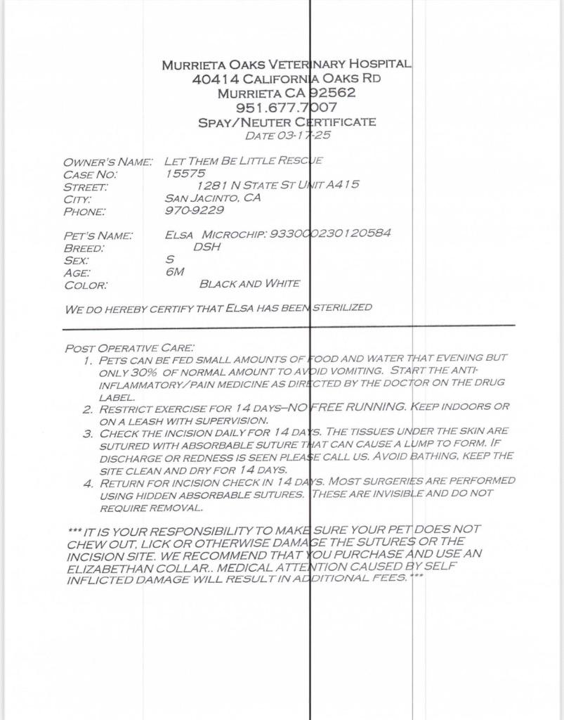 Elsa, a Adoptable mixed breed in San Jacinto, CA image 1/2