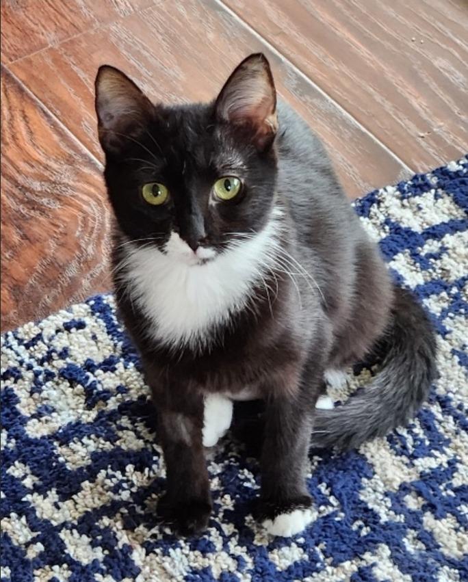 Elsa, a Adoptable mixed breed in San Jacinto, CA image 2/2