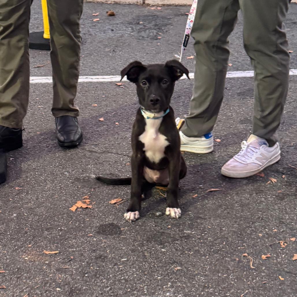 Caps Lock, Adoptable, Puppy Male Mixed Breed.