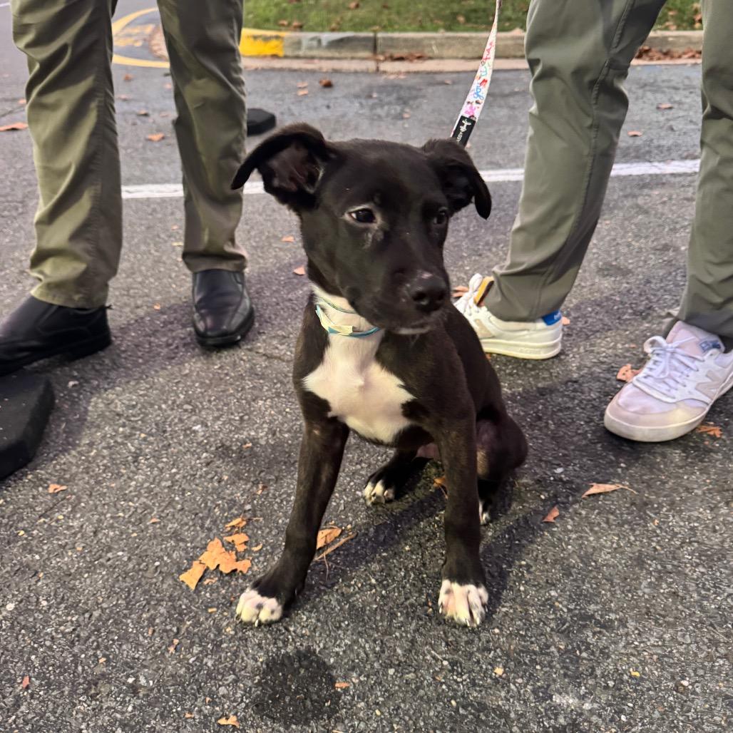 Enlarge Caps Lock, a Adoptable Mixed Breed in Fredericksburg, VA image 2/6