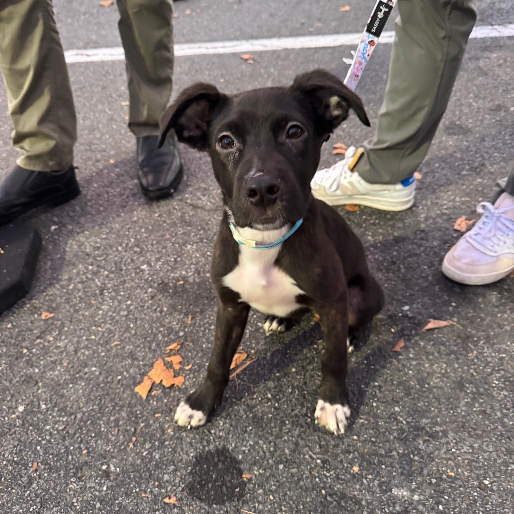 Enlarge Caps Lock, a Adoptable Mixed Breed in Fredericksburg, VA image 3/6
