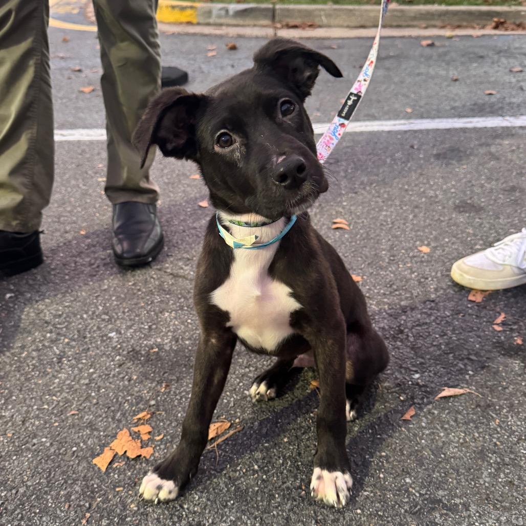 Enlarge Caps Lock, a Adoptable Mixed Breed in Fredericksburg, VA image 4/6