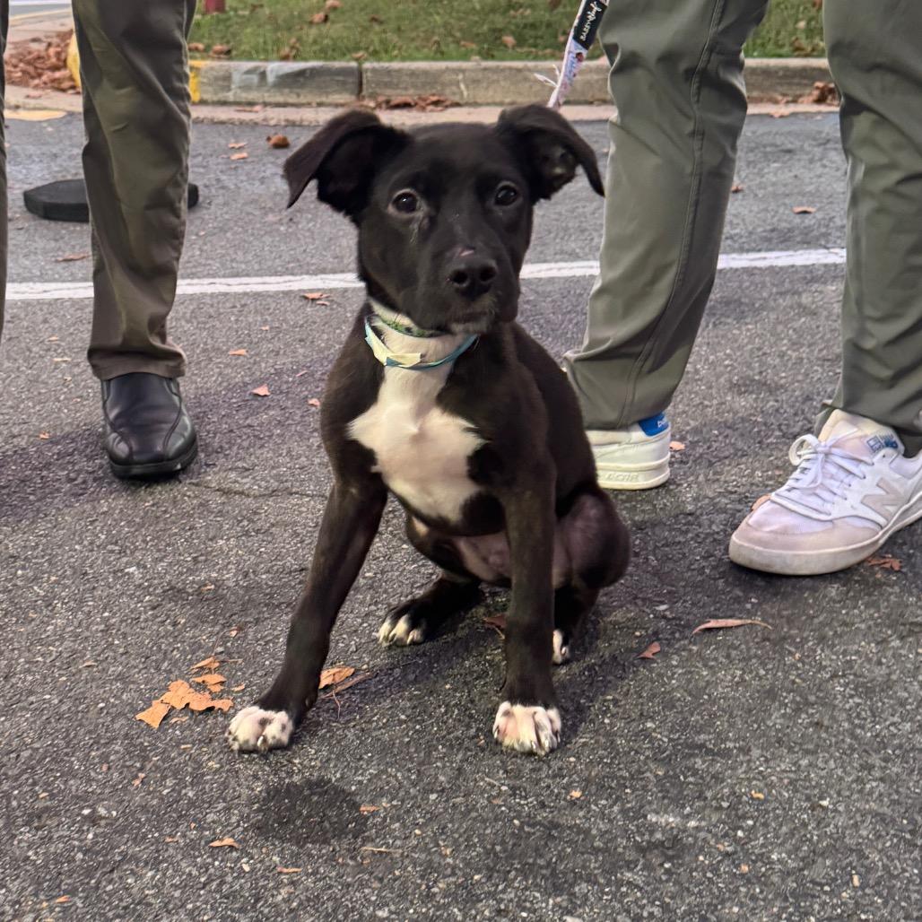 Enlarge Caps Lock, a Adoptable Mixed Breed in Fredericksburg, VA image 5/6