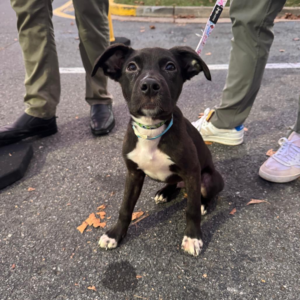 Enlarge Caps Lock, a Adoptable Mixed Breed in Fredericksburg, VA image 6/6