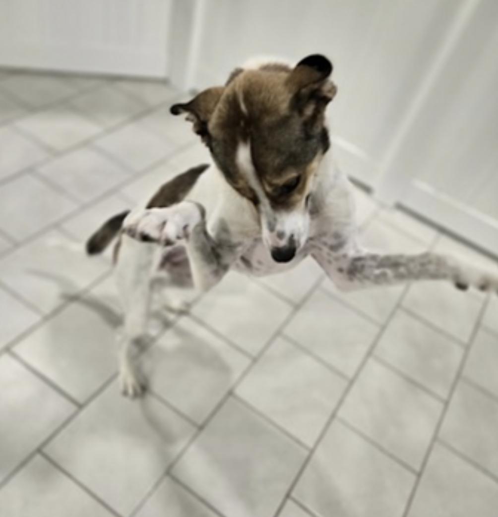 Jimmy — thumbnail 3