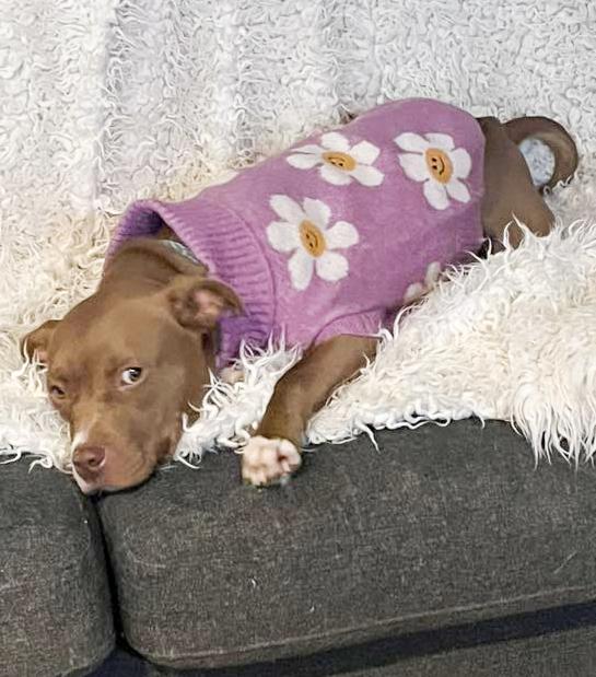 Enlarge BONNIE- Needs a foster/forever home!, an adopted mixed breed in Birmingham, MI image 1/4