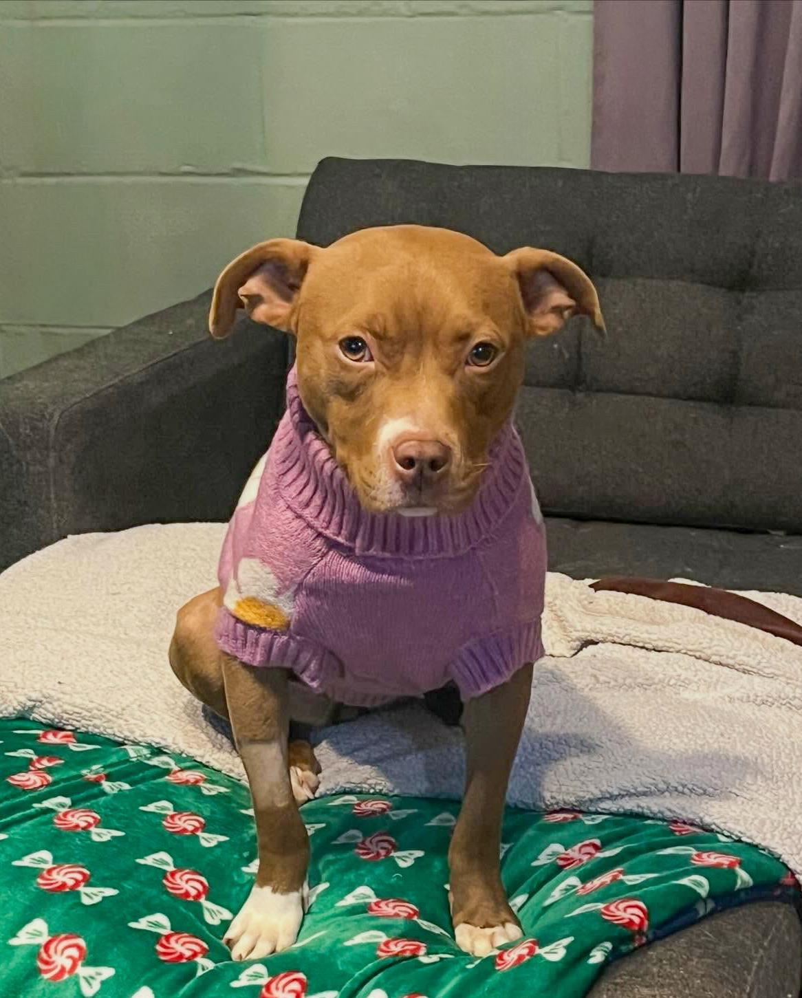 Enlarge BONNIE- Needs a foster/forever home!, an adopted mixed breed in Birmingham, MI image 2/4