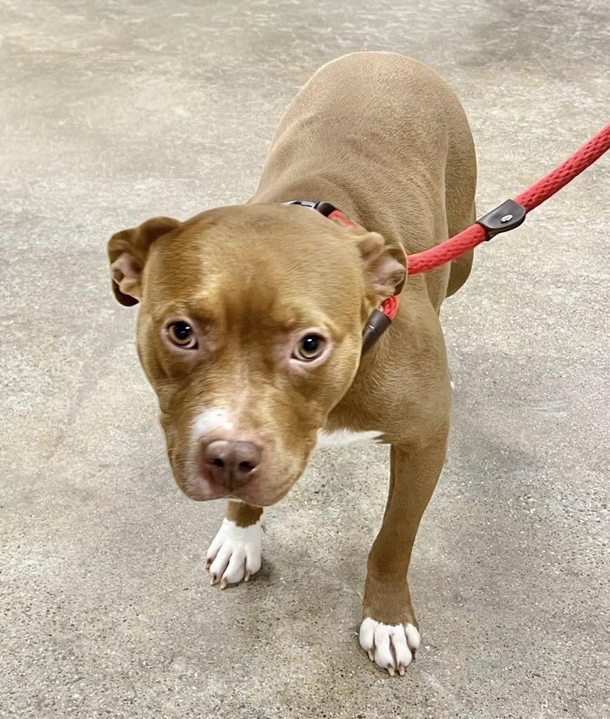 Enlarge BONNIE- Needs a foster/forever home!, an adopted mixed breed in Birmingham, MI image 4/4