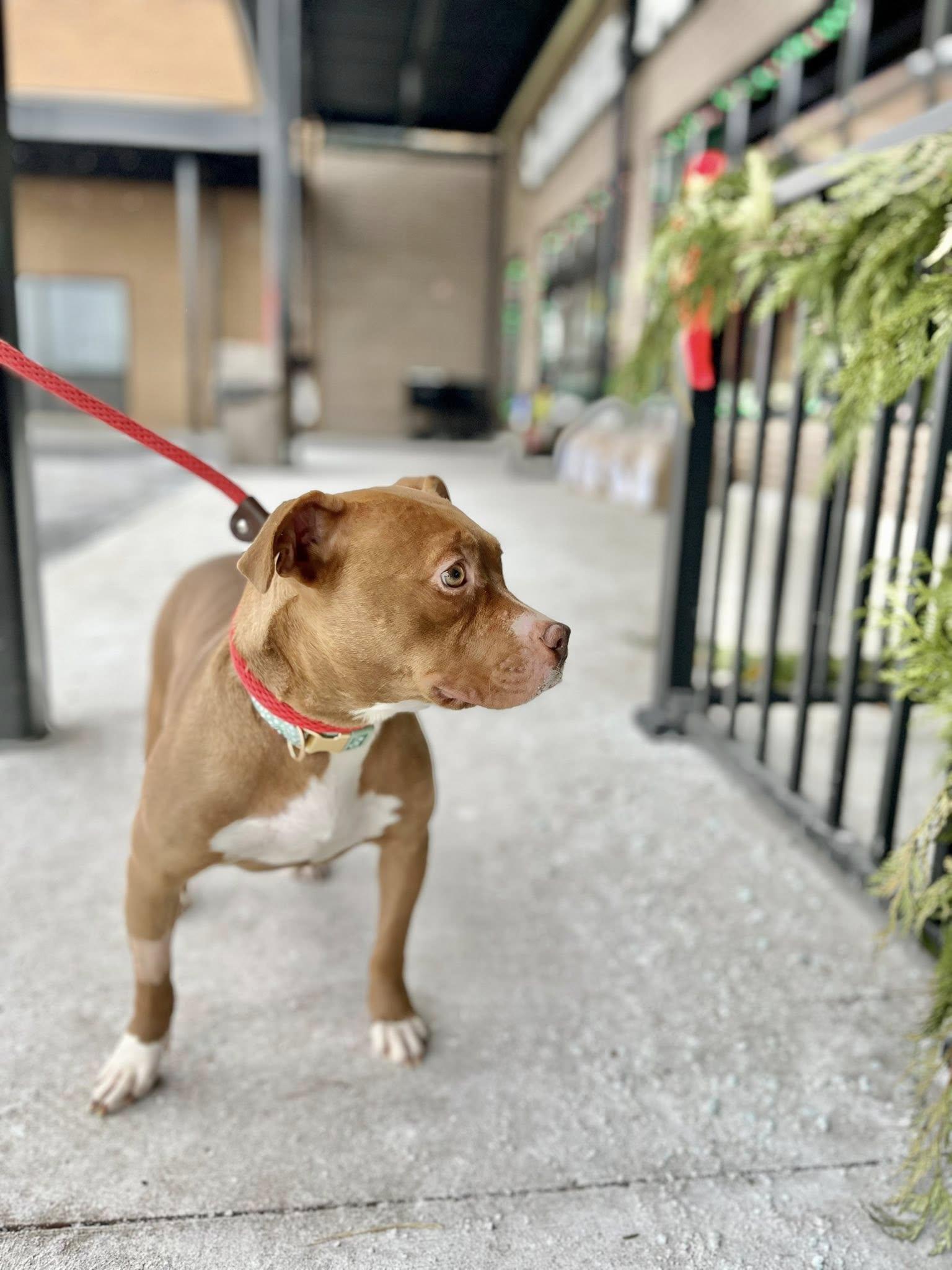 Enlarge BONNIE- Needs a foster/forever home!, an adopted mixed breed in Birmingham, MI image 3/4