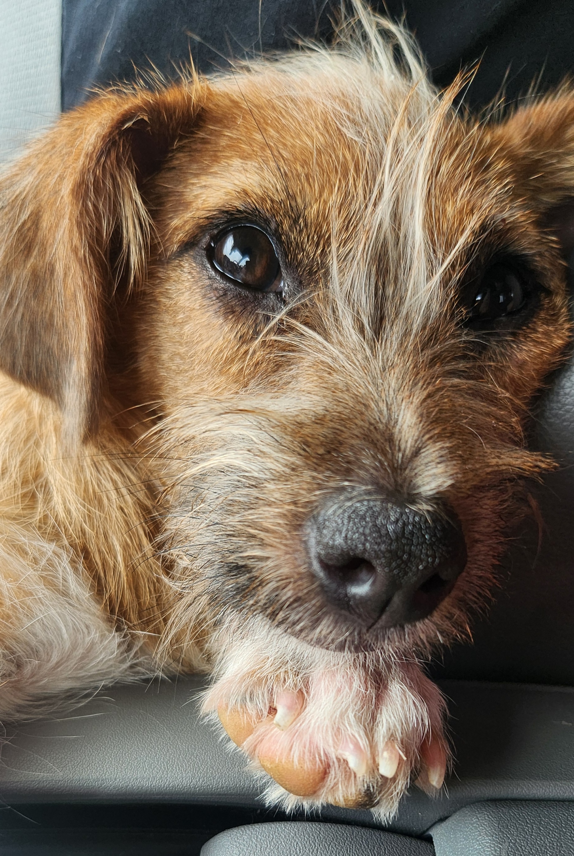 Mila, a Adopted mixed breed in Farmington, CT image 1/3