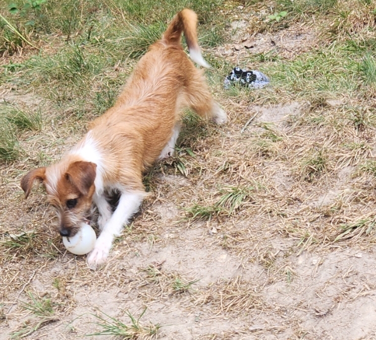 Mila, a Adopted mixed breed in Farmington, CT image 3/3