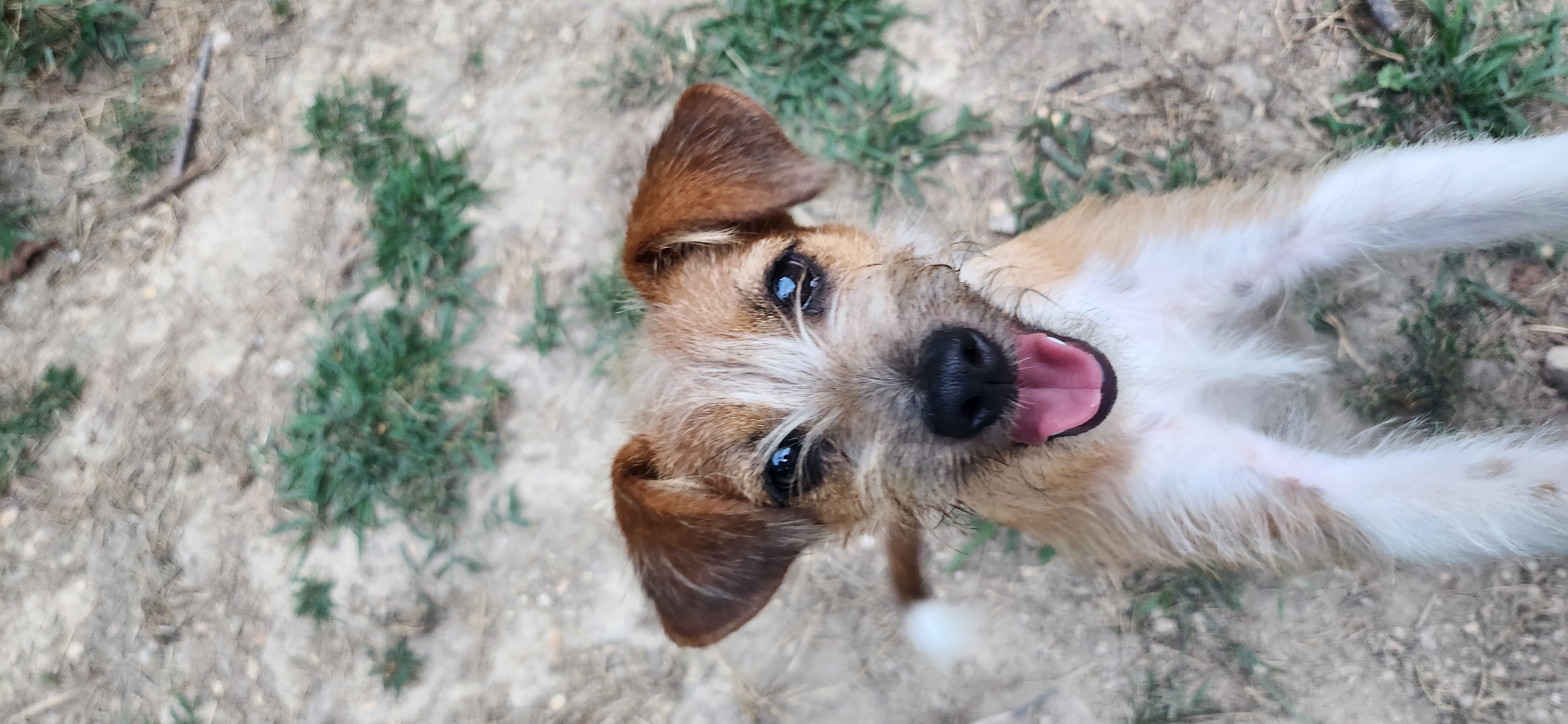 Mila, a Adopted mixed breed in Farmington, CT image 2/3