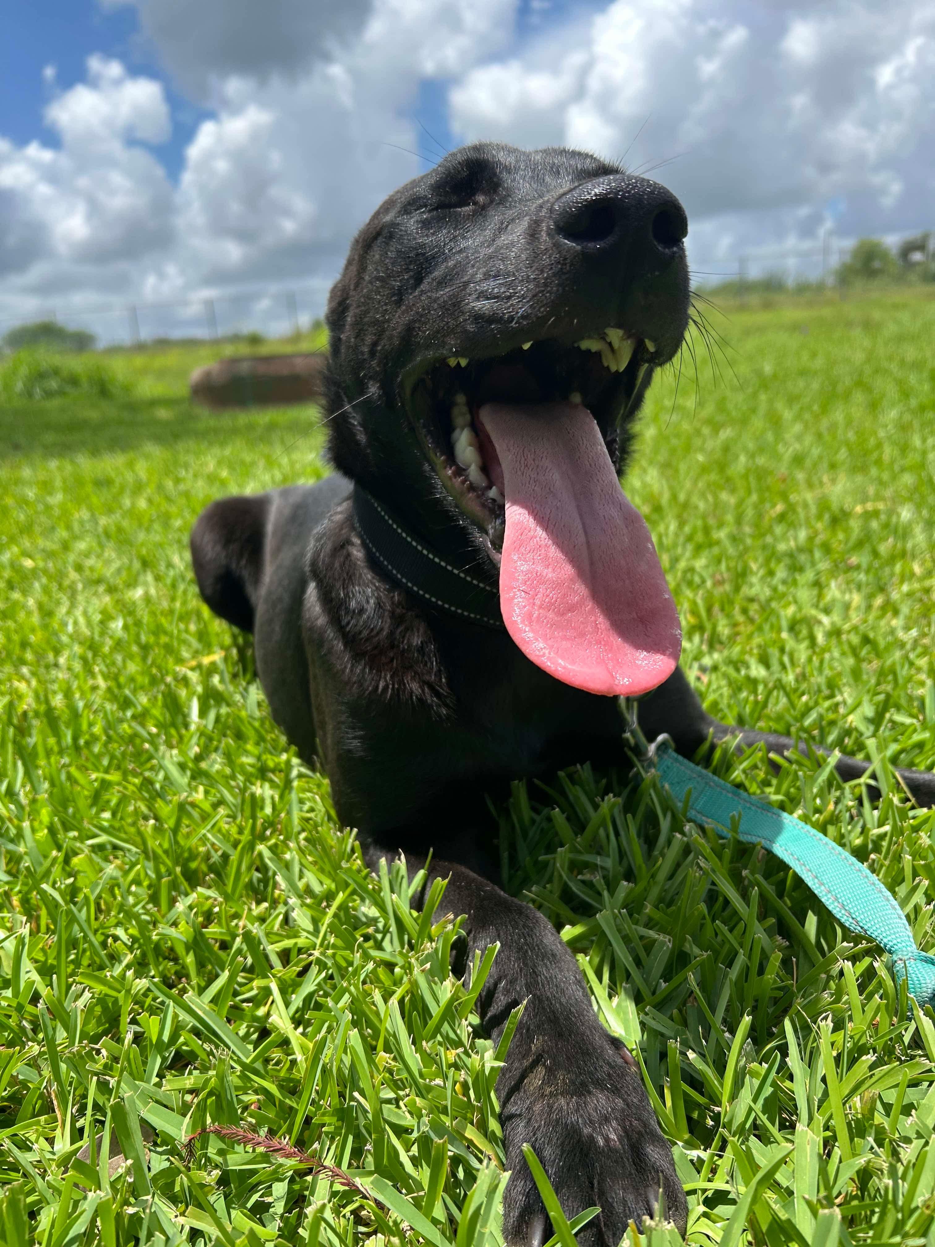 Raiden, Adoptable, Young Male Pit Bull Terrier.